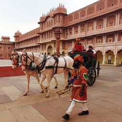 Horse cart in city