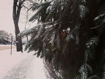 Frozen trees on snow covered land