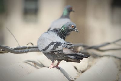 Close-up of bird perching on railing