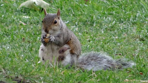 Squirrel on field