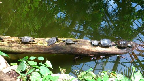 Turtle swimming in lake