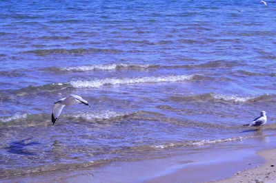 Seagull flying over sea
