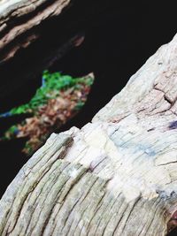 Close-up of tree trunk