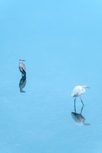 Swan swimming in lake