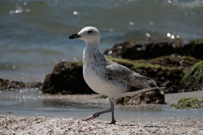 Close-up of seagull perching on shore