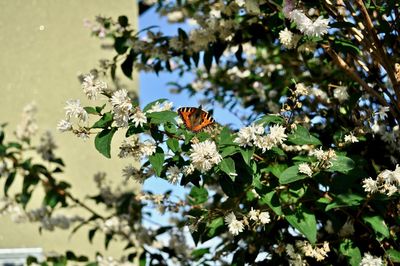 Close-up of butterfly pollinating on flower