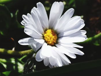 Close-up of white daisy