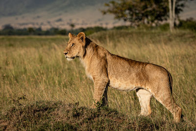 Side view of a cat on field