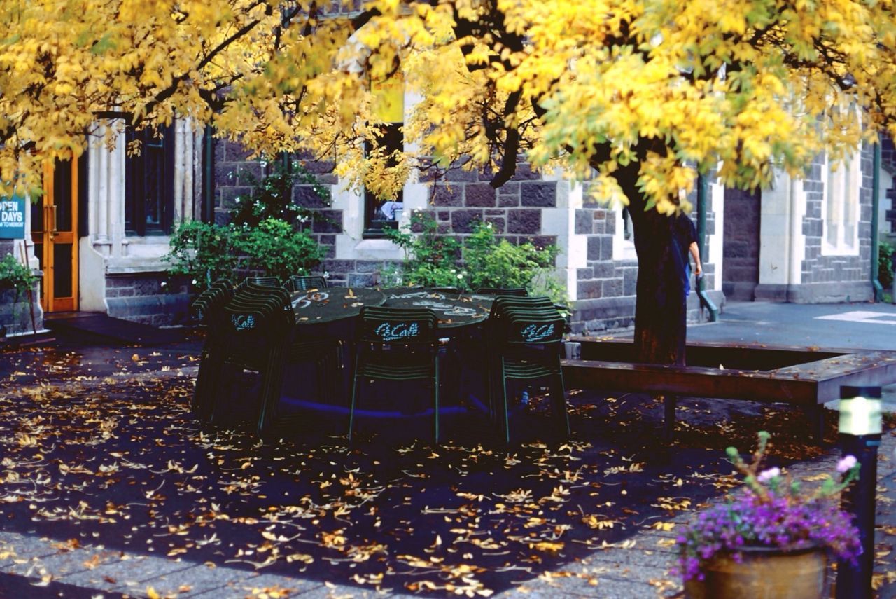 tree, building exterior, built structure, autumn, architecture, growth, change, leaf, yellow, season, park - man made space, nature, tree trunk, day, branch, outdoors, sunlight, plant, house, beauty in nature