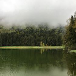 Scenic view of lake in forest