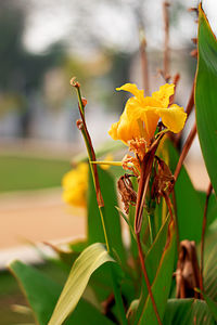 Close-up of yellow flowering plant