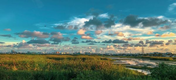 Scenic view of agricultural field against sky