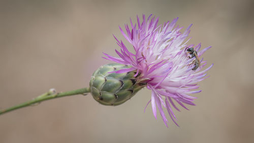 Close-up of thistle blooming outdoors