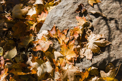 Close-up of autumn leaves