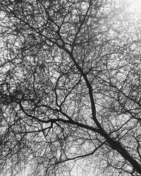 Low angle view of bare trees