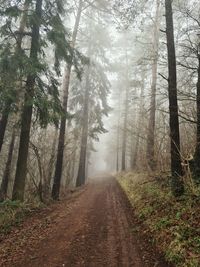 Trees in forest