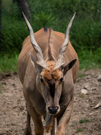 Close-up of an animal