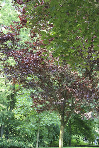 Low angle view of tree