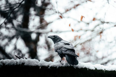 Low angle view of bird perching on snow