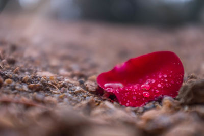 Close-up of red rose