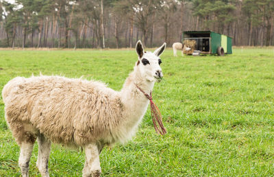 Close-up of sheep grazing on field