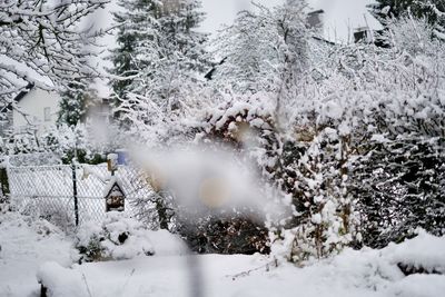 Snow covered trees on field in forest