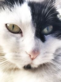 Close-up portrait of cat