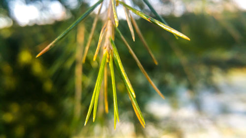 Close-up of plant against blurred background