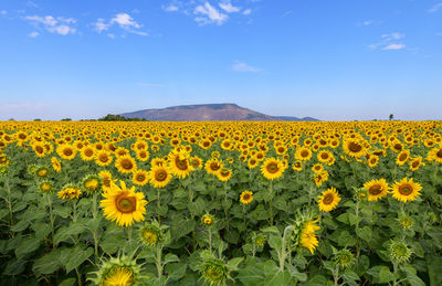 Scenic view of sunflower field against sky