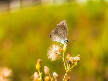 Close-up of butterfly pollinating on flower