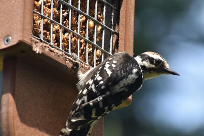 Close-up of downy will odpecker perching on suet feeder