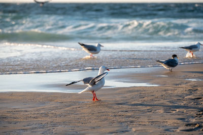 Seagulls on beach