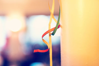 Close-up of plant hanging from metal