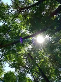 Low angle view of sunlight streaming through trees in forest
