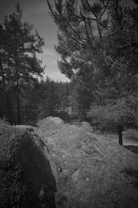 Trees growing in cemetery against sky