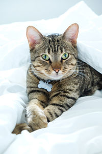 Portrait of cat resting on bed