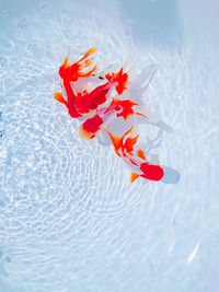 High angle view of koi carps swimming in lake