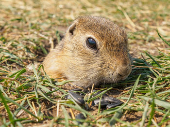 Rabbit on field