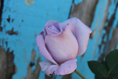 Close-up of pink rose