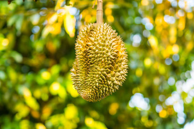 Close-up of yellow flowering plant against blurred background