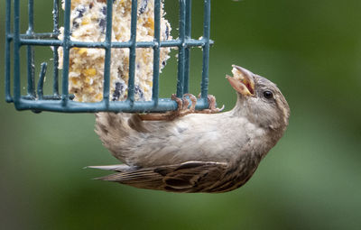 Eating upside down