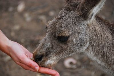 Cropped image of hand feeding kangaroo on field