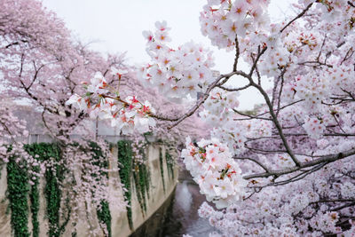 Cherry blossom or sakura in tokyo, japan.