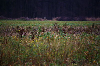 Grass growing in field