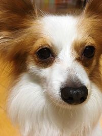 Close-up portrait of dog