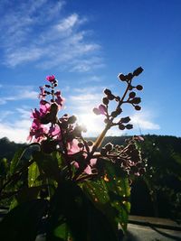 Low angle view of flower tree against sky
