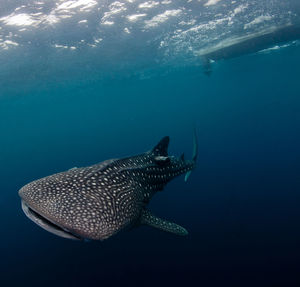 Whale shark swimming underwater