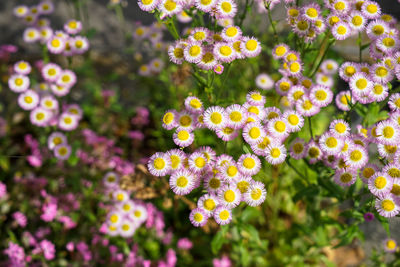 Close-up of pink flowering plants in park