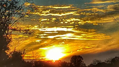 Sun shining through trees