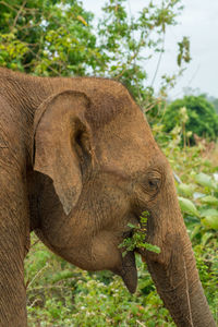 Elephant eating green leaves. udawalawe national park, sri lanka